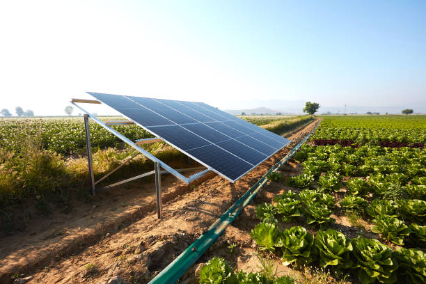 Quelles sont les principales entreprises du secteur du photovoltaïque en autoconsommation?